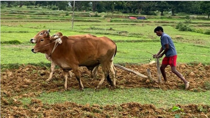 मुख्यमंत्री कृषि ऋण माफी योजना सांकेतिक तस्वीरः किसान तक