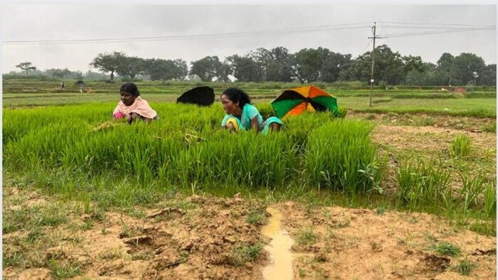 झारखंड में अगले तीन दिनों तक होगी जमकर बारिश फोटोः किसान तक