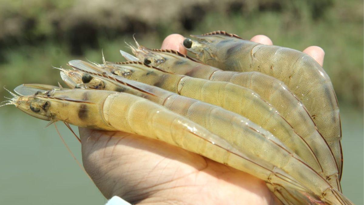 Shrimp: देश के 750 शहरों से निकलेगा झींगा के घरेलू बाजार का रास्ता़ ...