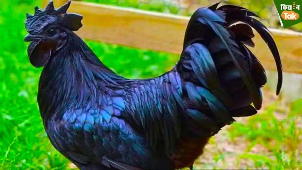 MBA की डिग्री लेकर शिक्षक बने कुमार गौतम कर रहे कड़कनाथ मुर्गा पालन,1800 सौ रुपये किलो बिकता है मांस 