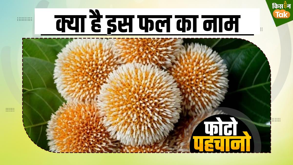 Photo Quiz: फर की तरह दिखता है यह फल, कई बीमारियों को करता है दूर