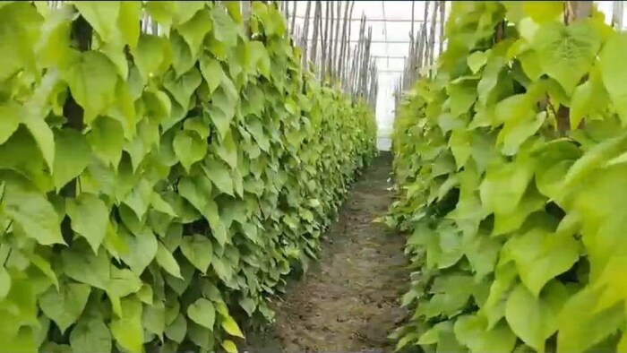 महाराष्ट्र में हो रही कलकतिया पान की खेती