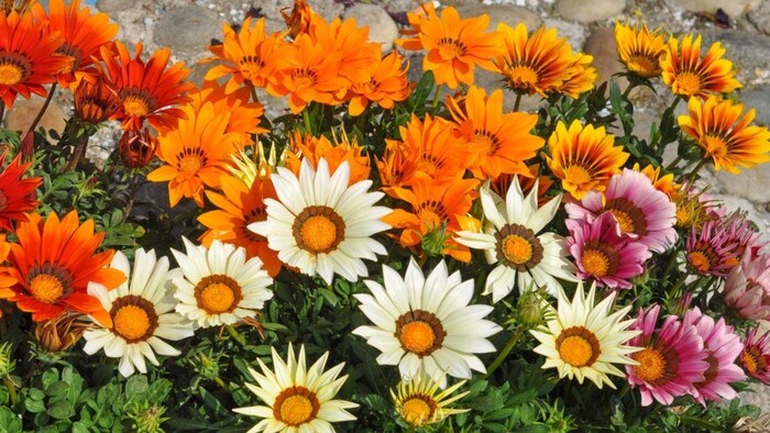 फूलों की खेती पर 50 परसेंट सब्सिडी दे रही बिहार सरकार