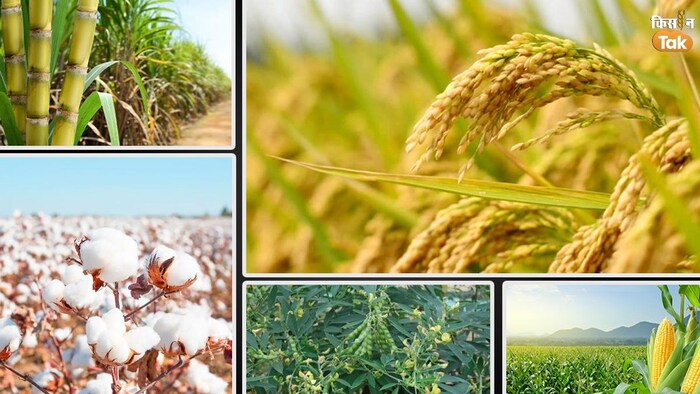 खरीफ फसलों की कितनी हुई बुवाई (Photo-Kisan Tak).