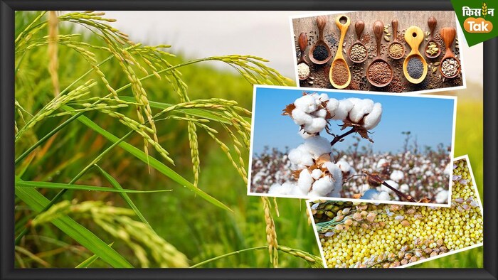 खरीफ सीजन की किन फसलों की कितनी हुई है बुवाई (Photo-Kisan Tak).