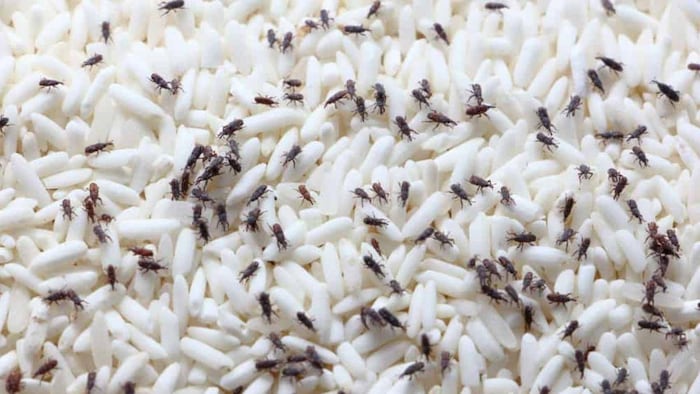 कीड़ों से बचने के लिए अपनाएं आसान किचन हैक