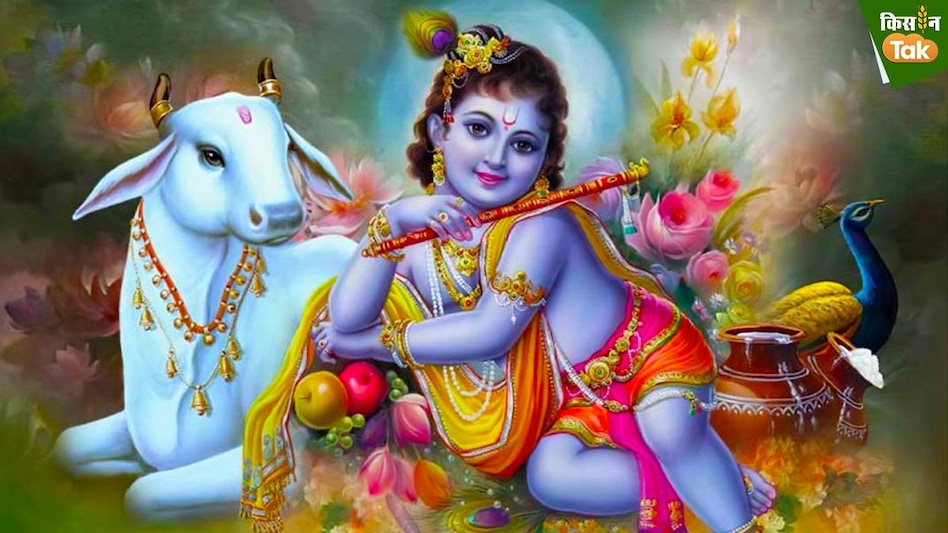 Janmashtmi 2023: क्यों श्रीकृष्ण को था गायों से इतना लगाव कि नाम ही पड़ गया गोपाल, पढ़ें वजह Janmashtmi 2023: क्यों श्रीकृष्ण को था गायों से इतना लगाव कि नाम ही पड़ गया गोपाल, पढ़ें वजह