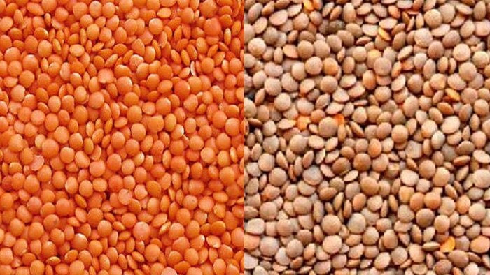 इस साल सात लाख मीट्रिक टन मसूर दाल का आयात कर चुका है भारत (Photo-Kisan Tak).