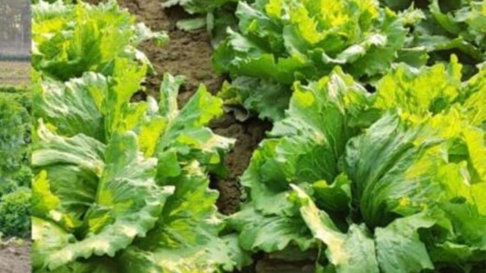 Lettuce Leaf Farming: पत्तेदार सलाद की ऐसे होती है खेती, किसान कर सकते हैं अच्छी कमाई  Lettuce Leaf Farming: पत्तेदार सलाद की ऐसे होती है खेती, किसान कर सकते हैं अच्छी कमाई