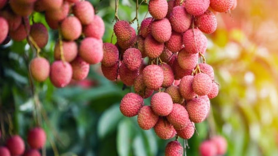 Litchi: ये हैं लीची की पैदावार करने वाले पांच टॉप राज्य, जानें कितना करते हैं उत्पादन Litchi: ये हैं लीची की पैदावार करने वाले पांच टॉप राज्य, जानें कितना करते हैं उत्पादन