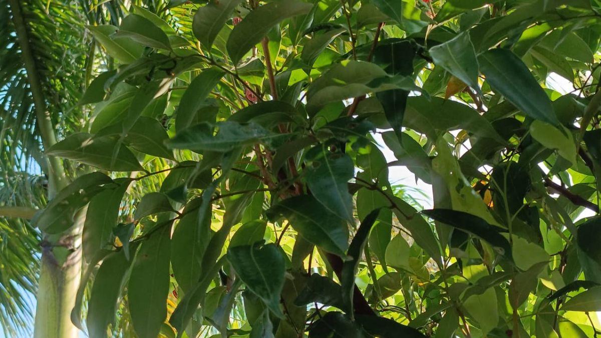 लीची के बागों पर बढ़ा कीटों का अटैक