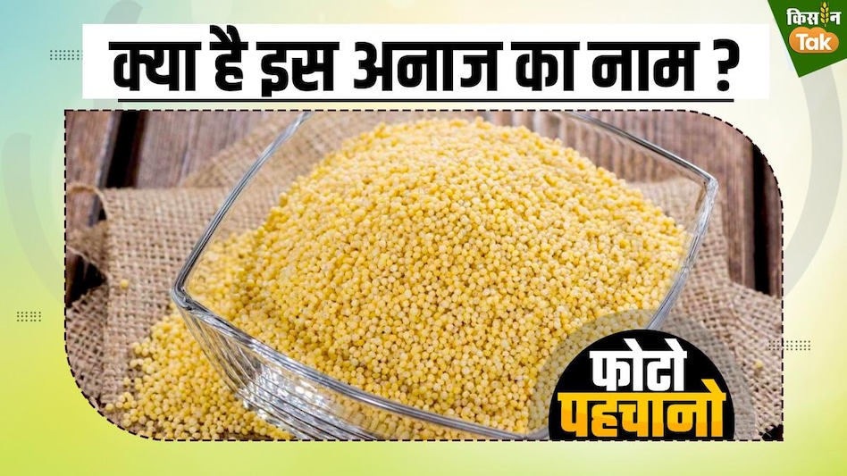 Photo Quiz: दाने-दाने में मजबूती का दम, वजन भी कंट्रोल करता है ये अनाज Photo Quiz: दाने-दाने में मजबूती का दम, वजन भी कंट्रोल करता है ये अनाज