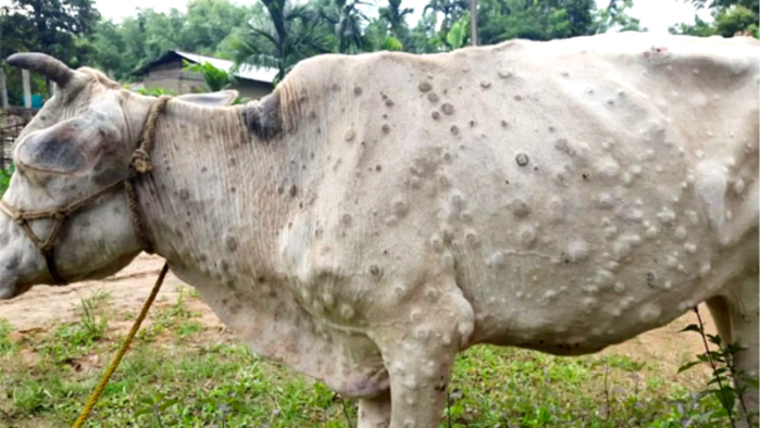 यूपी के लम्पी से प्रभावित गाय