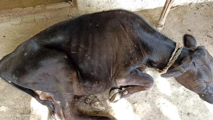 बिहार में भी लंपी वायरस का प्रकोप देखा जा रहा है