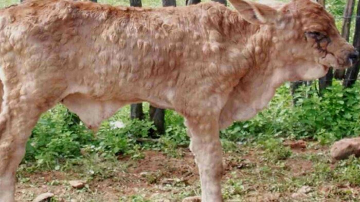 लम्पी स्किन डिजीज से पीड़ित गोवंश