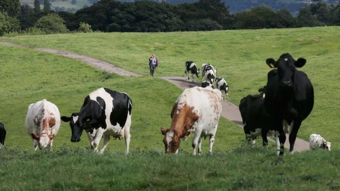 पशुधन से बढ़ रहा मीथेन उत्सर्जन, ICAR ने निकाला इसे कम करने का तरीका