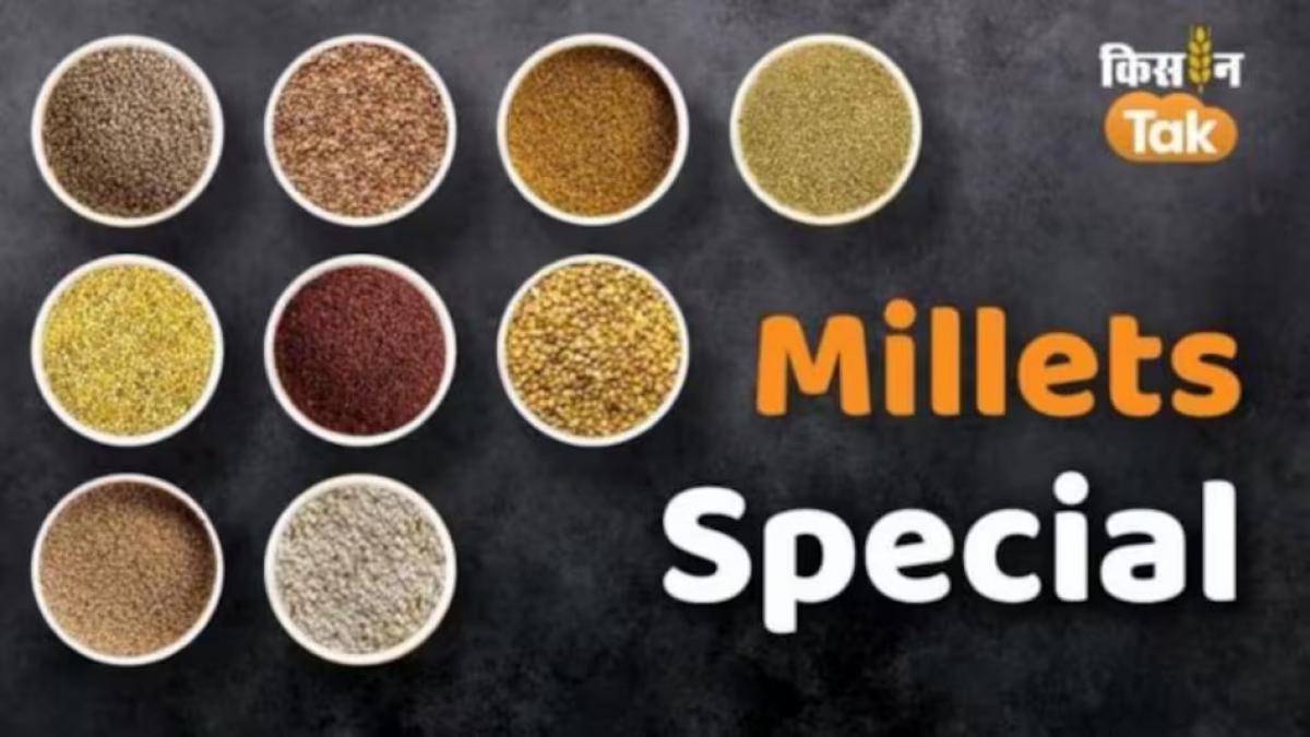 Millets Special: बाड़मेर में बन रहा बाजरा अनुसंधान केन्द्र, उपराष्ट्रपति रखेंगे नींव