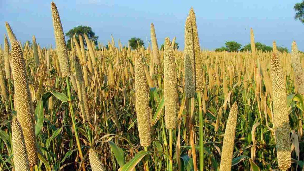 Rajasthan News: किसानों को बाजरे की फसल में हो रहा नुकसान, कम बारिश से पैदावार गिरने के आसार