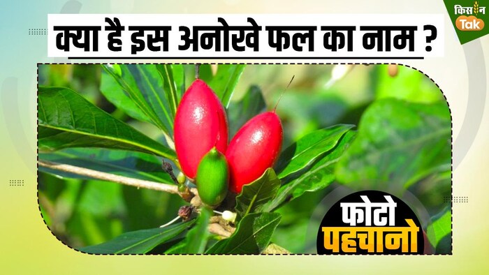 ये चमत्कारी फल, खट्टी चीजों को भी कर देती है मीठा