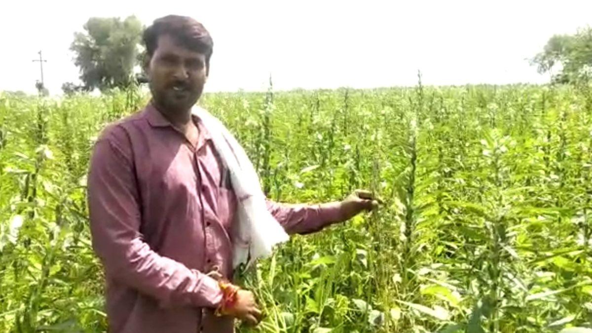 बारिश की कमी की वजह से किसानों पर मंडरा रहा संकट, झुलस रही खेतों में खड़ी फसलें