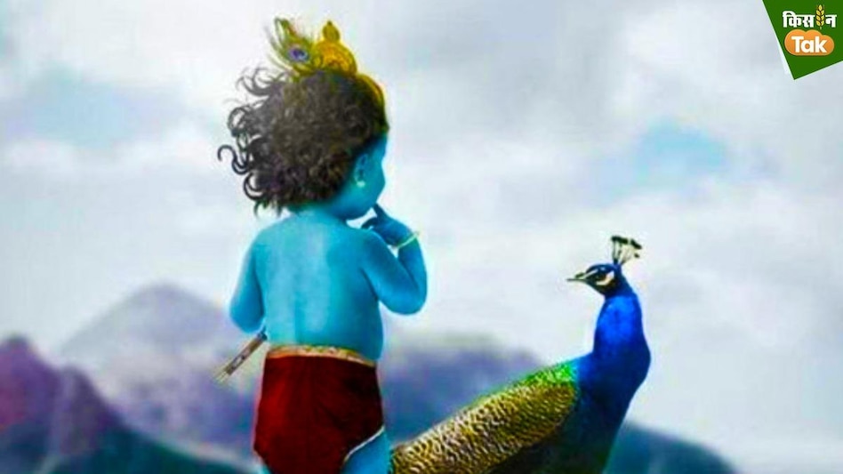 Janmashtami 2023: क्यों मोर पंख पहनते हैं श्रीकृष्ण? क्या है इसके पीछे की कहानी, जान लें पूरी बात Janmashtami 2023: क्यों मोर पंख पहनते हैं श्रीकृष्ण? क्या है इसके पीछे की कहानी, जान लें पूरी बात