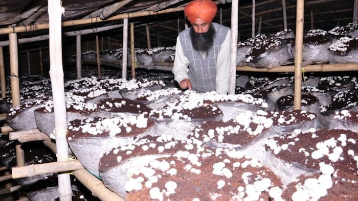 मशरूम के सफल किसान हरपाल सिंह बाजवा