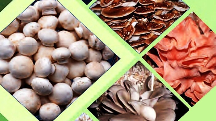 सेहत के लिए बहुत लाभकारी है मशरूम (Photo-ICAR).