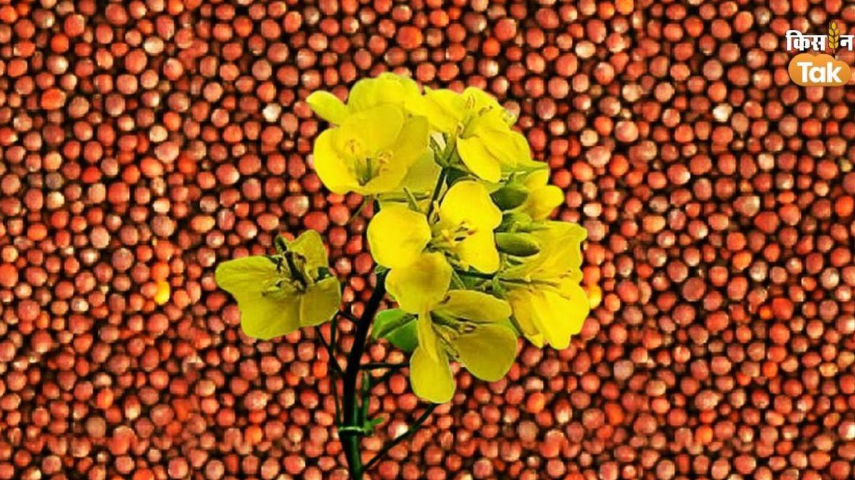 Mustard Variety: सरसों की इन किस्मों से मिलता है अच्छा उत्पादन, जानिए इसकी खेती के बारे में सब कुछ
