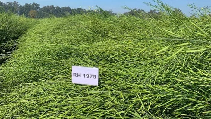 हरियाणा कृषि विश्वविद्यालय में विकसित हुई सरसों की नई वैरायटी