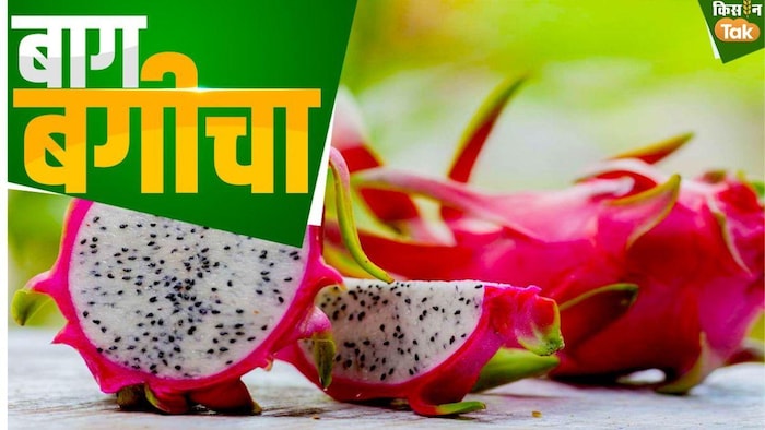 ड्रैगेन फ्रूट की बागवानी बेहद लाभकारी