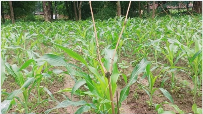 मकई के खेत फोटोः किसान तक