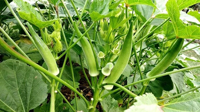 भिंडी की खेती कर किसान कमा रहे अच्छा मुनाफा