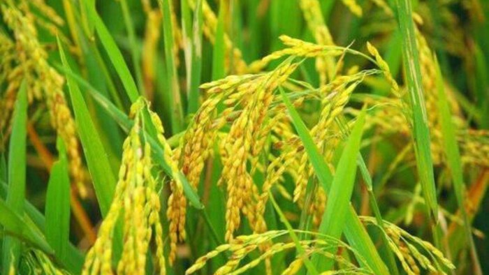 आपके धान को कहीं बर्बाद न कर दे गर्दन तोड़ रोग
