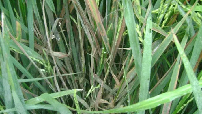 धान के लिए बेहद खतरनाक है शीथ ब्लाइट रोग
