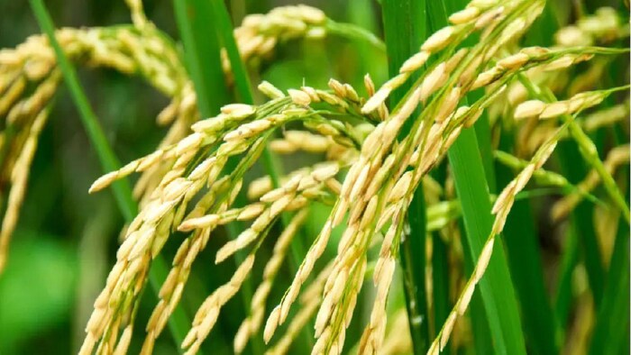 पानी के अभाव में खराब हो रही धान की फसलें