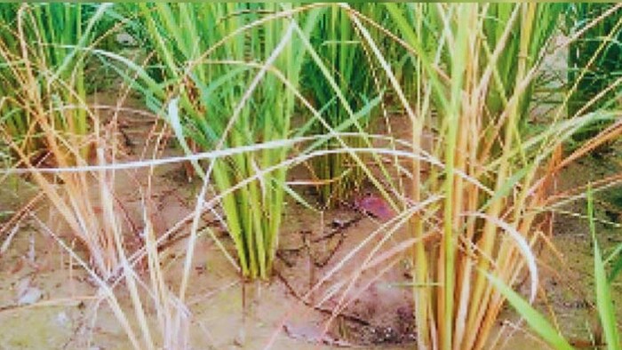 आपके धान को कहीं बर्बाद न कर दे बकानी रोग