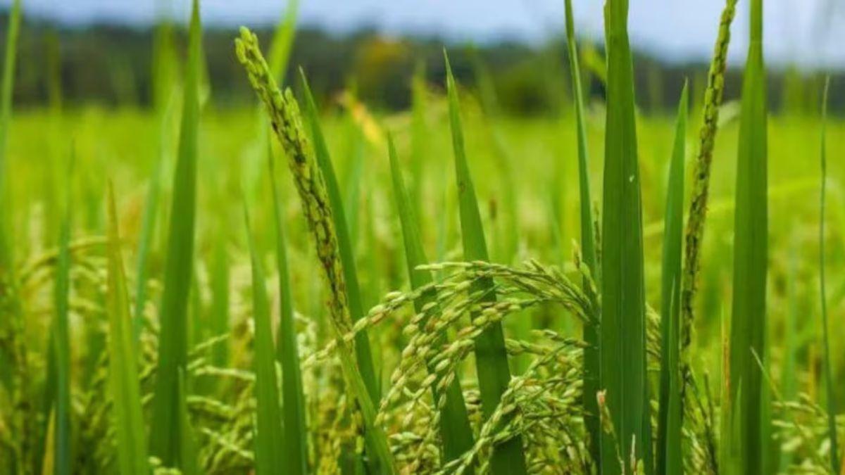 Kharif Crop 2023: इस साल धान के रकबे में हुई रिकॉर्ड बढ़ोतरी, दलहन और तिलहन के रकबे में आई कमी 