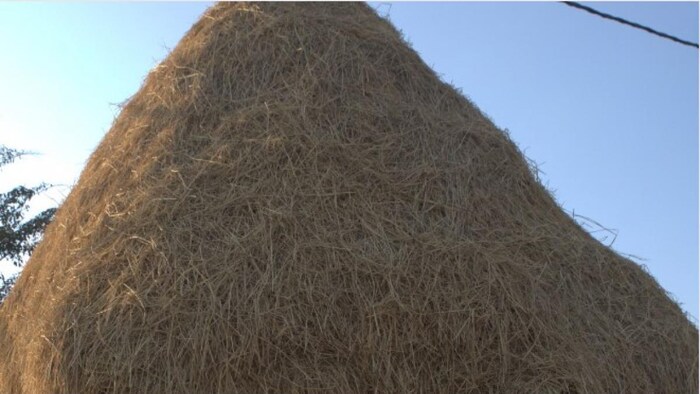 हरियाणा में पराली नहीं जलाएंगे किसान फोटोः किसान तक