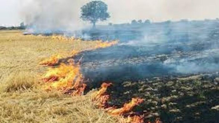 पराली जलाते पकड़े गए तो रद्ध होगा बंदूक का लाइसेंस