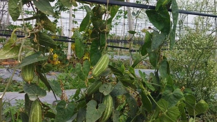 जानिए परवल की खेती के बारे में