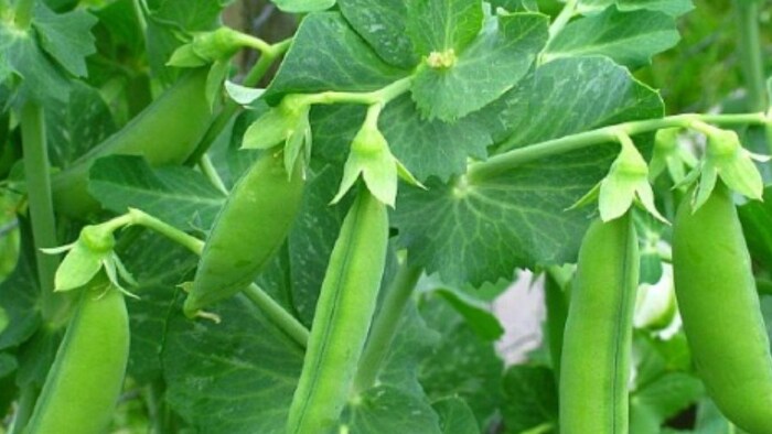 सरकार के ऑनलाइन स्टोर से खरीदें मटर की अगेती किस्मों के बीज