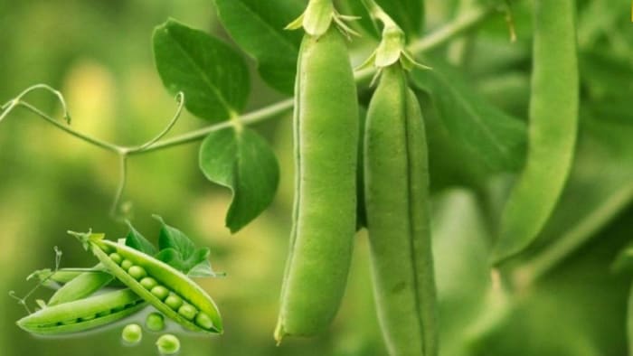 ये है मटर की पांच अगेती किस्में, 60 दिनों में हो जाती है तैयार