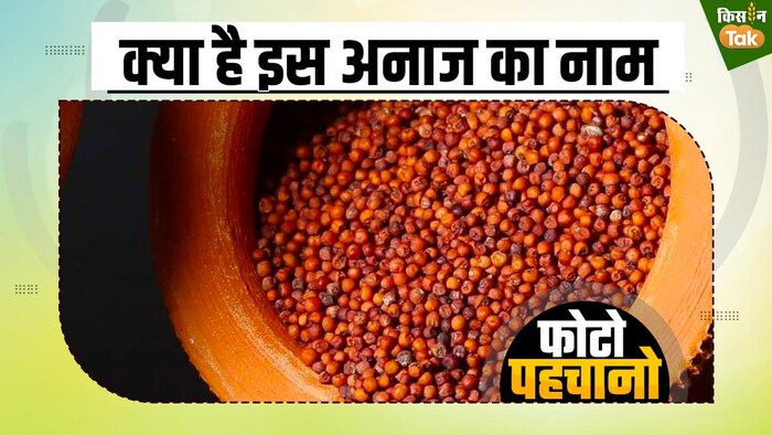 क्या है इन अनाज का नाम, क्यों इसे कहा जाता है सुपरफूड?