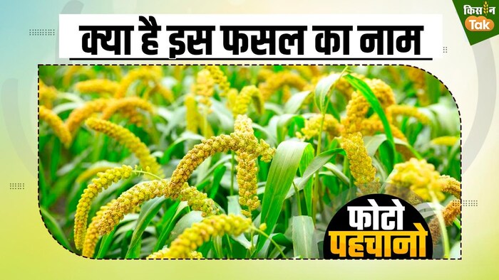 क्या है इस मोटे अनाज का नाम?