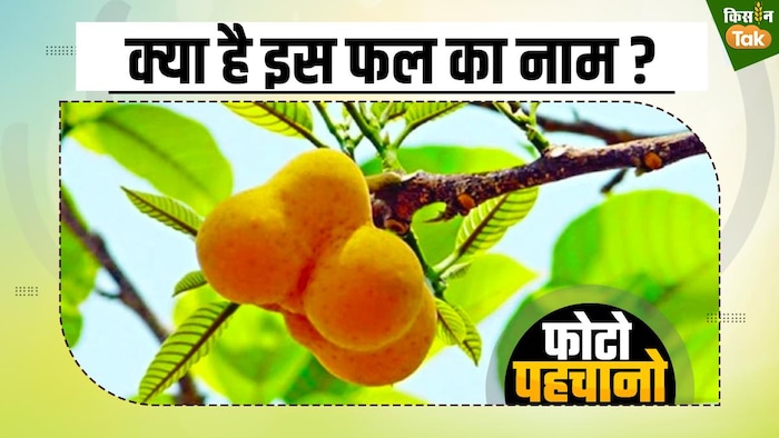 क्या है इस फल का नाम? Photo- Kisan Tak