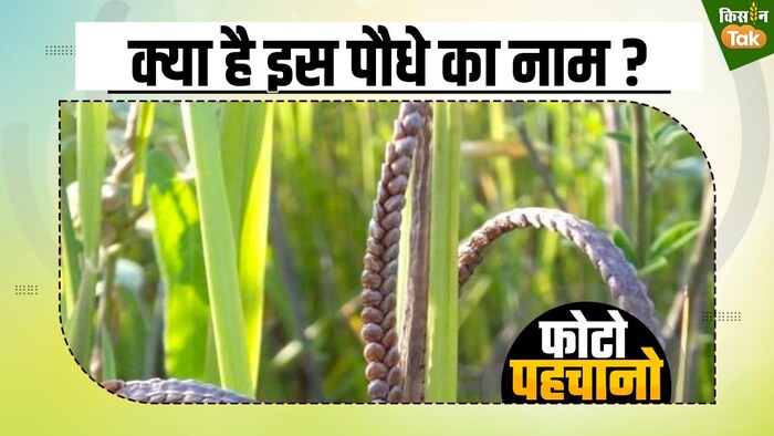 क्या है इस पौधे का नाम और इतिहास?
