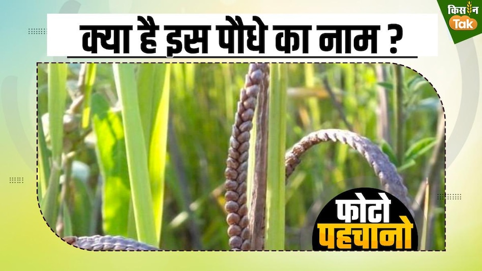 Photo Quiz: इसे कहा जाता है Sugar Free Rice, खेती देती है खूब मुनाफा, जान लें फायदे Photo Quiz: इसे कहा जाता है Sugar Free Rice, खेती देती है खूब मुनाफा, जान लें फायदे