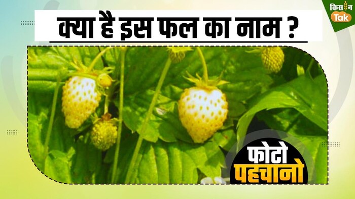 इलाज के लिए रामबाण है पाइनबेरी