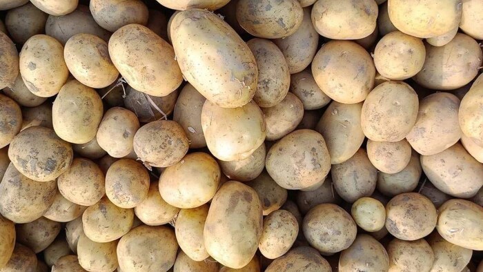 आलू का प्रतीकात्मक फोटो. फोटो क्रेडिट- विक्की अरोड़ा