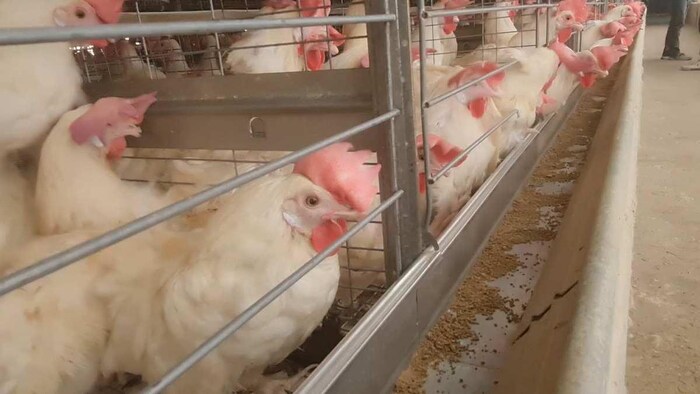 पोल्ट्री फार्म में लेअर बर्ड. फोटो क्रेडिट-किसान तक